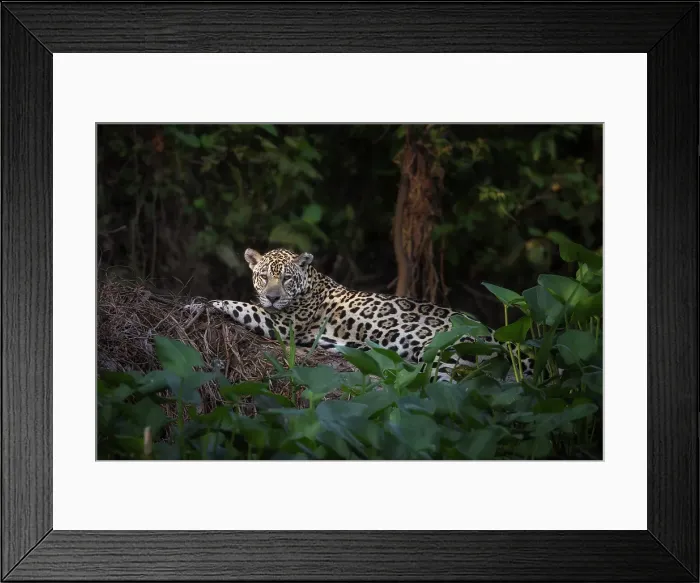Framed Print : Jaguar (panthera onca) in Pantanal Matogrossense, Rio Cuaiba, Brazil Framed Print : Jaguar (panthera onca) in Pantanal Matogrossense, Rio Cuaiba, Brazil