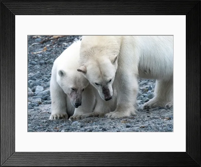 Framed Print : Polar bear mother and cub in Western Spitsbergen, Svalbard, Norway