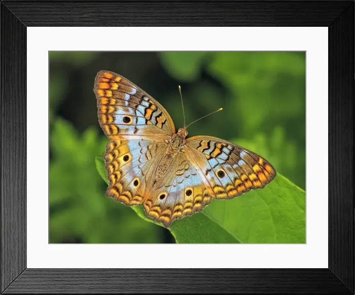 Framed Print : White Peacock Butterfly (Anartia jatrophae), Grand Cayman, Cayman Islands, British West Indies