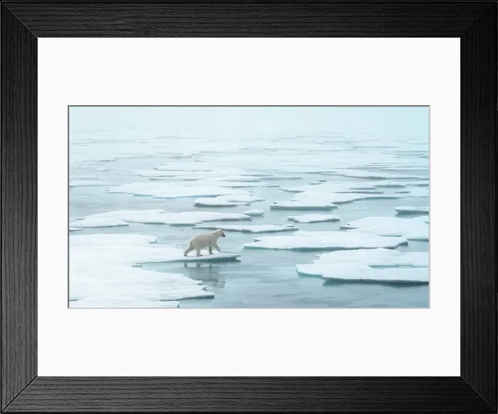 Framed Print : Polar bear (ursus maritimus), in eastern Greenland Framed Print : Polar bear (ursus maritimus), in eastern Greenland