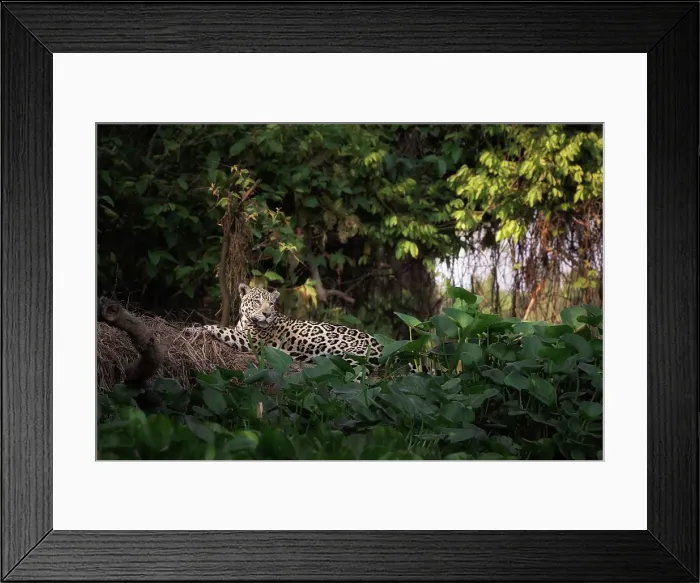 Framed Print : Jaguar (panthera onca) in Pantanal Matogrossense, Rio Cuaiba, Brazil