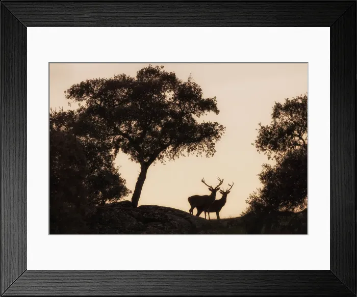 Framed Print : European fallow deer, Dama dama, in Sierra de Andujar, Andalusia, Spain Framed Print : European fallow deer, Dama dama, in Sierra de Andujar, Andalusia, Spain