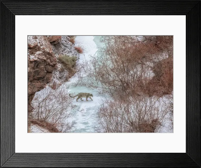 Framed Print : Snow leopard in frozen riverbed, Spiti Valley, Himachal Pradesh, India Framed Print : Snow leopard in frozen riverbed, Spiti Valley, Himachal Pradesh, India