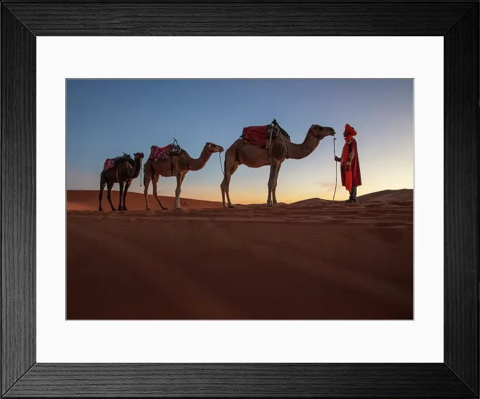 Framed Print : Berber man with his camels in the Erg Chebbi sand dunes, at sunrise, Sahara Desert, near Merzouga, Morocco Framed Print : Berber man with his camels in the Erg Chebbi sand dunes, at sunrise, Sahara Desert, near Merzouga, Morocco