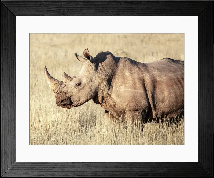 Framed Print : White Rhino, Bagatelle Kalahari Game Ranch, Mariental, Namibia Framed Print : White Rhino, Bagatelle Kalahari Game Ranch, Mariental, Namibia