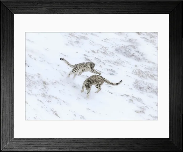 Framed Print : Snow leopard brothers in Spiti Valley, Himachal Pradesh, India Framed Print : Snow leopard brothers in Spiti Valley, Himachal Pradesh, India