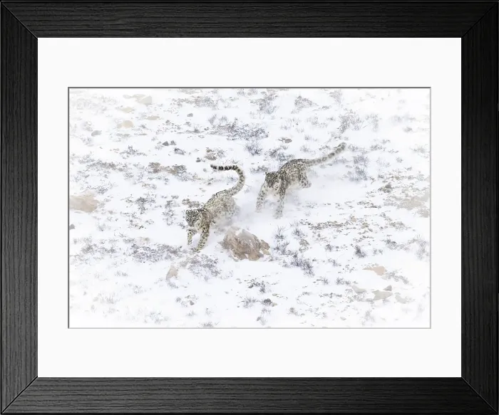Framed Print : Snow leopard brothers in Spiti Valley, Himachal Pradesh, India Framed Print : Snow leopard brothers in Spiti Valley, Himachal Pradesh, India