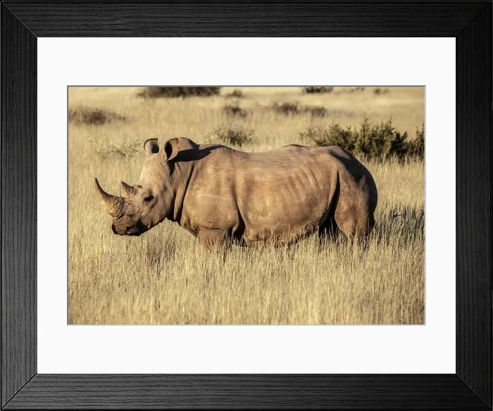 Framed Print : White Rhino, Bagatelle Kalahari Game Ranch, Mariental, Namibia Framed Print : White Rhino, Bagatelle Kalahari Game Ranch, Mariental, Namibia