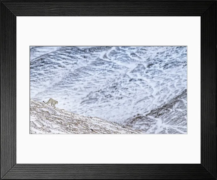 Framed Print : Snow leopard in Spiti Valley, Himachal Pradesh, India