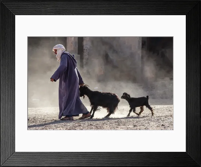 Framed Print : Berber man dragging his goats to market, Tinherir, Morocco, Africa Framed Print : Berber man dragging his goats to market, Tinherir, Morocco, Africa