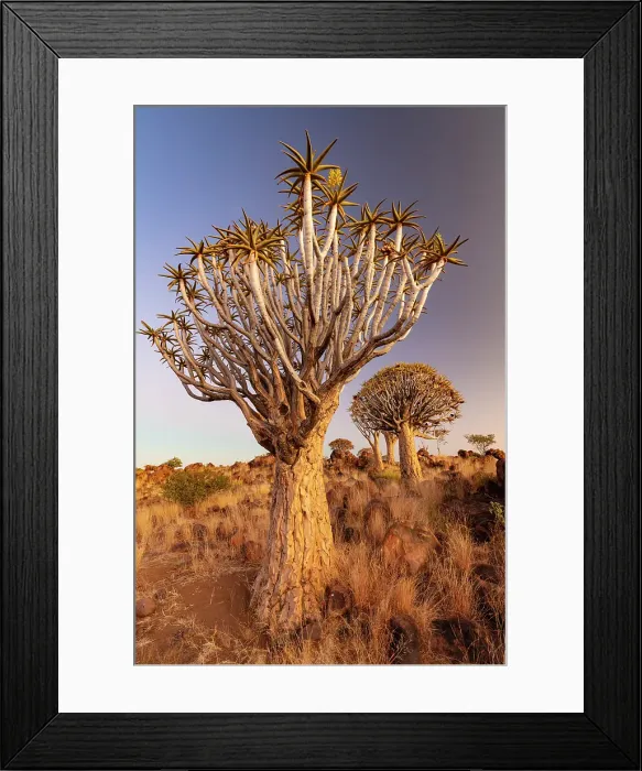 Framed Print : Quiver trees (Aloidendron dichotomum), Quiver tree Forest, near Keetmanshoop, Namibia Framed Print : Quiver trees (Aloidendron dichotomum), Quiver tree Forest, near Keetmanshoop, Namibia