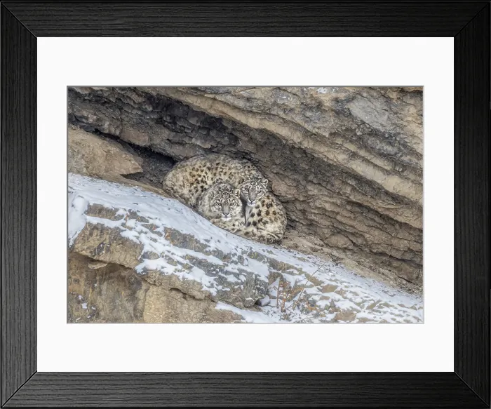 Framed Print : Snow leopard brothers in Spiti Valley, Himachal Pradesh, India Framed Print : Snow leopard brothers in Spiti Valley, Himachal Pradesh, India