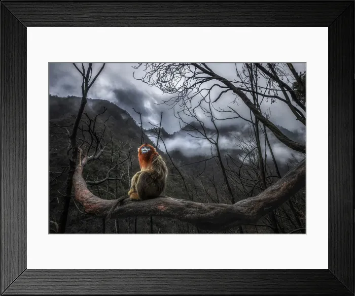 Framed Print : golden snub-nosed monkey (Rhinopithecus roxellana) in Qinling mountains, Sichuan, China