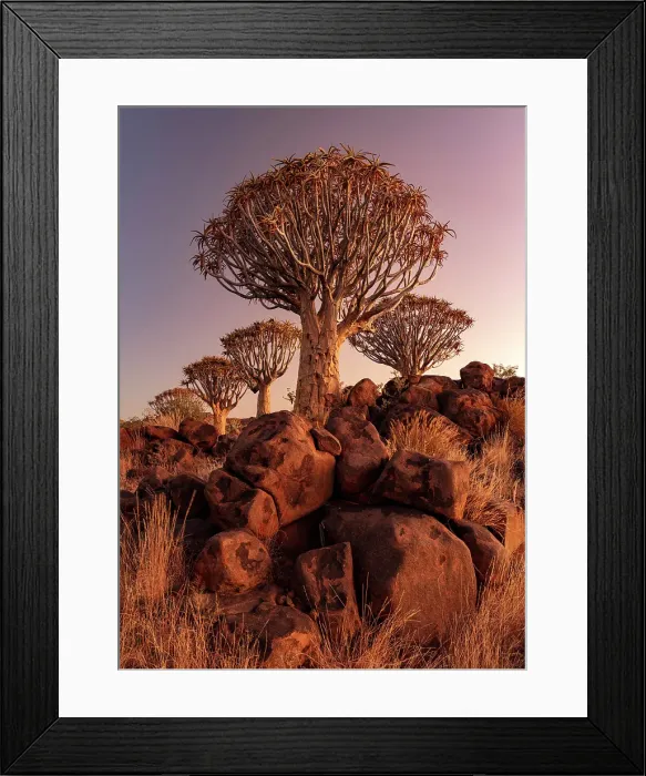 Framed Print : Quiver trees (Aloidendron dichotomum) at dusk, Quiver tree Forest, near Keetmanshoop, Namibia Framed Print : Quiver trees (Aloidendron dichotomum) at dusk, Quiver tree Forest, near Keetmanshoop, Namibia
