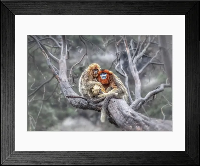 Framed Print : golden snub-nosed monkey (Rhinopithecus roxellana) in Qinling mountains, Sichuan, China