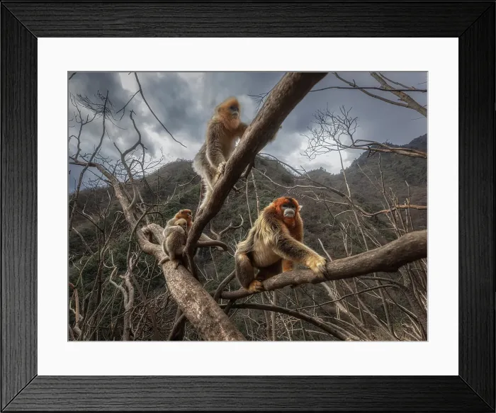 Framed Print : golden snub-nosed monkey (Rhinopithecus roxellana) in Qinling mountains, Sichuan, China Framed Print : golden snub-nosed monkey (Rhinopithecus roxellana) in Qinling mountains, Sichuan, China