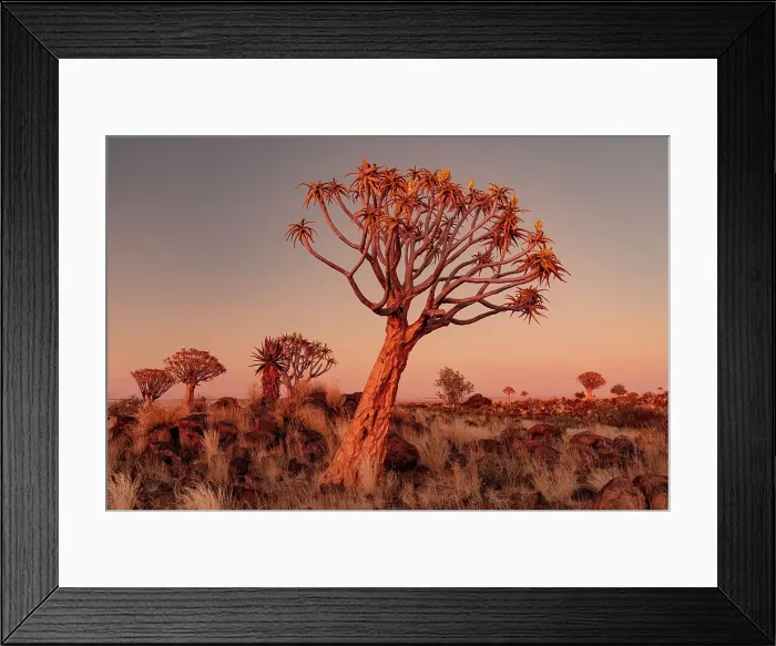 Framed Print : Quiver trees (Aloidendron dichotomum) at dusk, Quiver tree Forest, near Keetmanshoop, Namibia Framed Print : Quiver trees (Aloidendron dichotomum) at dusk, Quiver tree Forest, near Keetmanshoop, Namibia