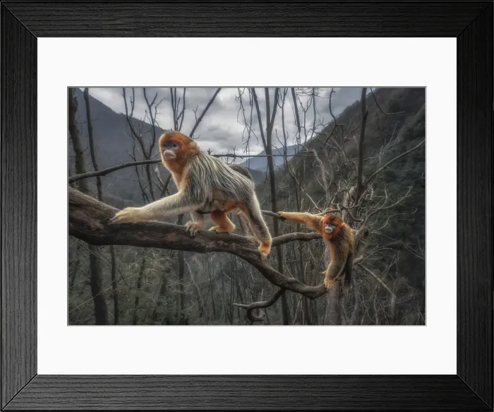 Framed Print : golden snub-nosed monkey (Rhinopithecus roxellana) in Qinling mountains, Sichuan, China