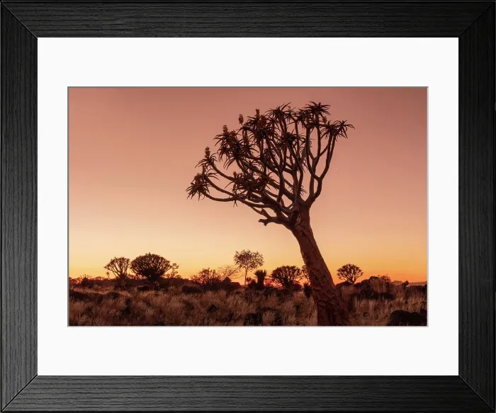 Framed Print : Quiver trees (Aloidendron dichotomum) at dusk, Quiver tree Forest, near Keetmanshoop, Namibia Framed Print : Quiver trees (Aloidendron dichotomum) at dusk, Quiver tree Forest, near Keetmanshoop, Namibia