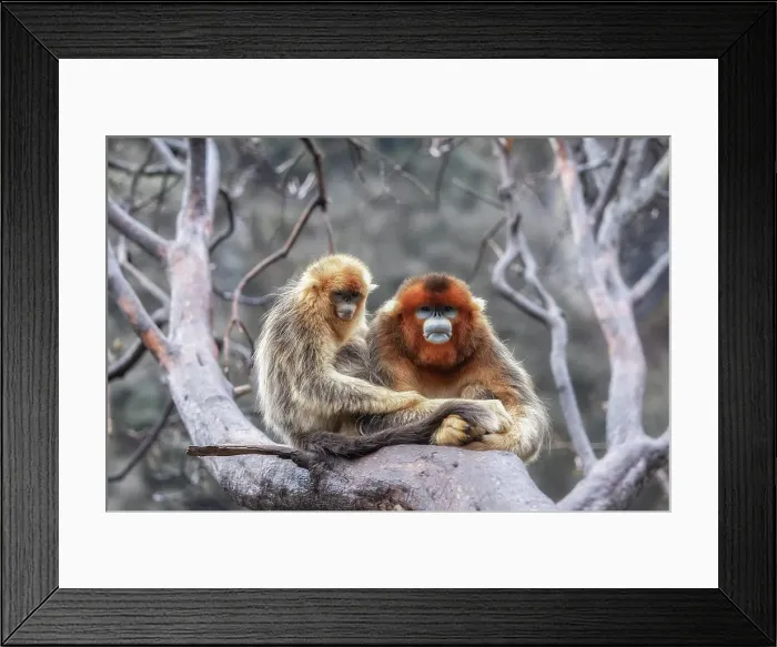 Framed Print : golden snub-nosed monkey (Rhinopithecus roxellana) in Qinling mountains, Sichuan, China Framed Print : golden snub-nosed monkey (Rhinopithecus roxellana) in Qinling mountains, Sichuan, China
