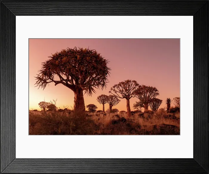 Framed Print : Quiver trees (Aloidendron dichotomum) at dusk, Quiver tree Forest, near Keetmanshoop, Namibia Framed Print : Quiver trees (Aloidendron dichotomum) at dusk, Quiver tree Forest, near Keetmanshoop, Namibia