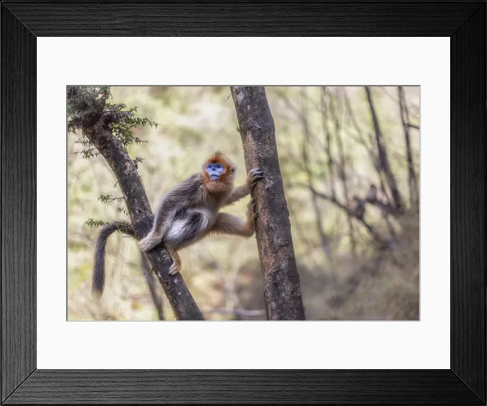 Framed Print : golden snub-nosed monkey (Rhinopithecus roxellana) in Qinling mountains, Sichuan, China Framed Print : golden snub-nosed monkey (Rhinopithecus roxellana) in Qinling mountains, Sichuan, China