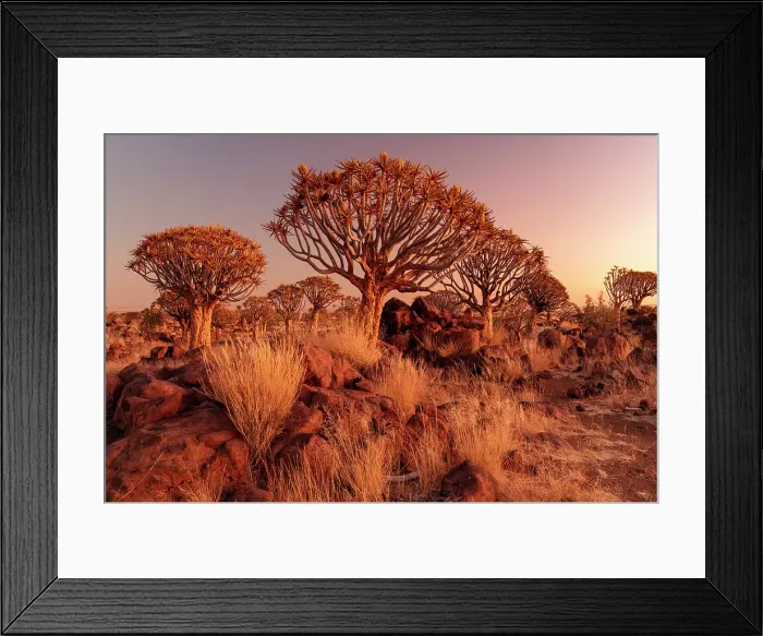 Framed Print : Quiver trees (Aloidendron dichotomum) at dusk, Quiver tree Forest, near Keetmanshoop, Namibia Framed Print : Quiver trees (Aloidendron dichotomum) at dusk, Quiver tree Forest, near Keetmanshoop, Namibia