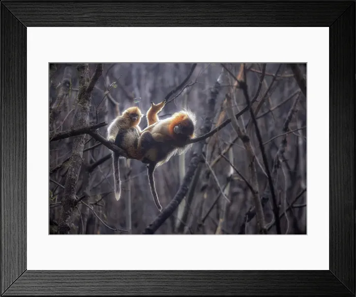 Framed Print : golden snub-nosed monkey (Rhinopithecus roxellana) in Qinling mountains, Sichuan, China