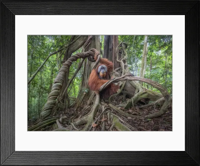 Framed Print : Male Sumatran Orangutan in Gunung Leuser National Park Framed Print : Male Sumatran Orangutan in Gunung Leuser National Park