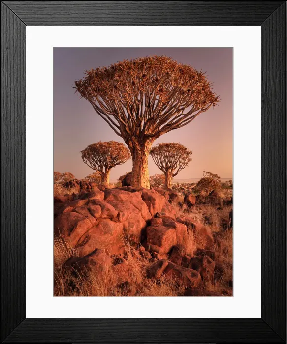 Framed Print : Quiver trees (Aloidendron dichotomum) at dusk, Quiver tree Forest, near Keetmanshoop, Namibia Framed Print : Quiver trees (Aloidendron dichotomum) at dusk, Quiver tree Forest, near Keetmanshoop, Namibia