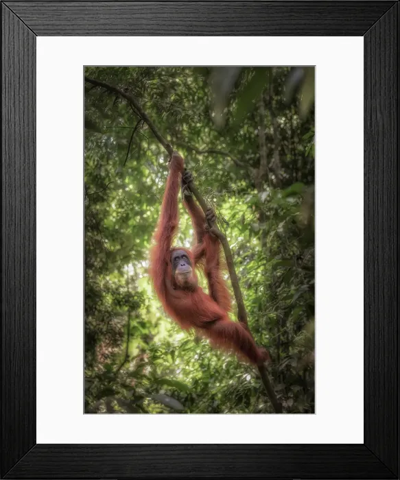 Framed Print : Female Sumatran Orangutan in Gunung Leuser National Par Framed Print : Female Sumatran Orangutan in Gunung Leuser National Par