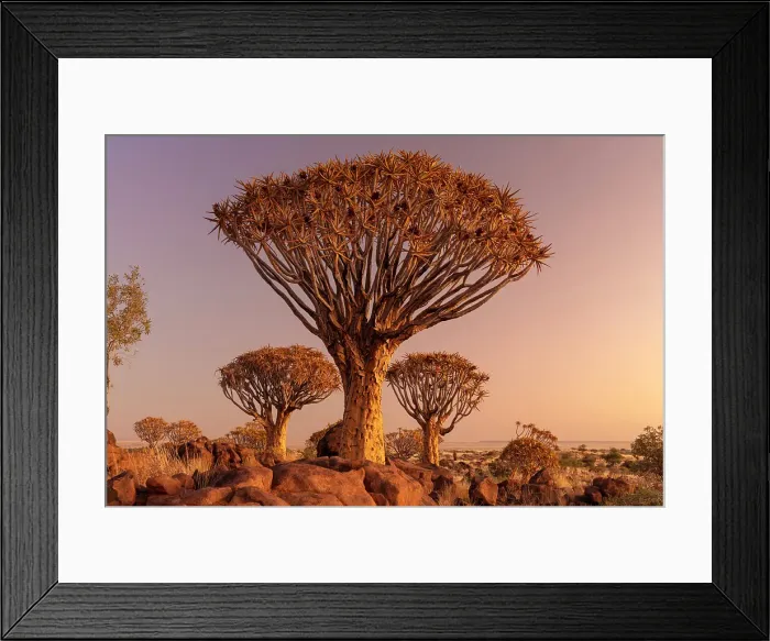 Framed Print : Quiver trees (Aloidendron dichotomum) at dusk, Quiver tree Forest, near Keetmanshoop, Namibia Framed Print : Quiver trees (Aloidendron dichotomum) at dusk, Quiver tree Forest, near Keetmanshoop, Namibia