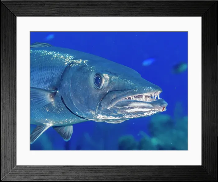 Framed Print : Great Barracuda (Sphyraena barracuda), Grand Cayman, Cayman Islands, British West Indies Framed Print : Great Barracuda (Sphyraena barracuda), Grand Cayman, Cayman Islands, British West Indies