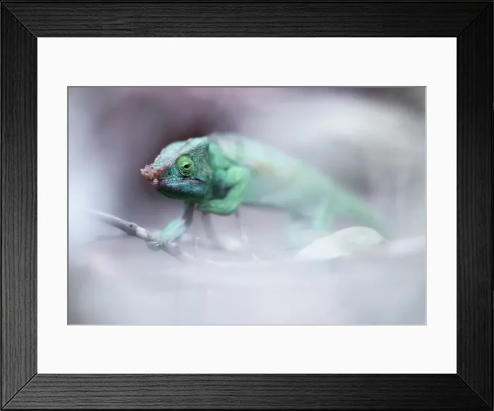 Framed Print : Parson's chameleon, Andasibe Mantadia National Park, Madagascar Framed Print : Parson's chameleon, Andasibe Mantadia National Park, Madagascar