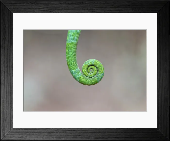 Framed Print : Details of the tail of a Parson's chameleon, Andasibe Mantadia National Park, Madagascar Framed Print : Details of the tail of a Parson's chameleon, Andasibe Mantadia National Park, Madagascar