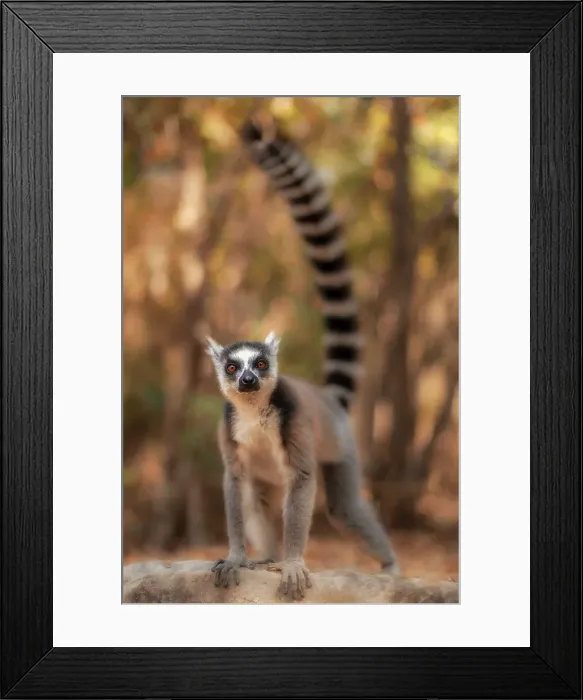 Framed Print : Catta lemur (Lemur catta) in Anja reserve, eastern Madagascar Framed Print : Catta lemur (Lemur catta) in Anja reserve, eastern Madagascar