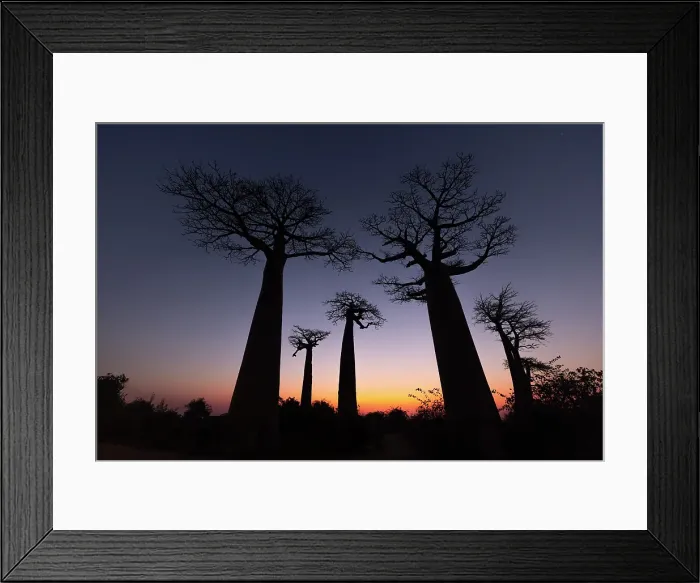 Framed Print : Avenue of the Baobabs, Morondava, Madagascar Framed Print : Avenue of the Baobabs, Morondava, Madagascar