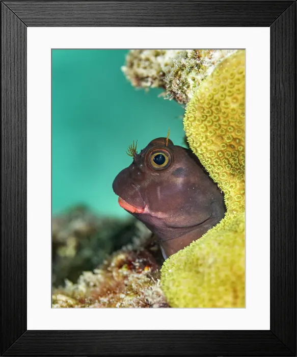 Framed Print : Redlip Blenny (Ophioblennius atlanticus), Grand Cayman, Cayman Islands, British West Indies Framed Print : Redlip Blenny (Ophioblennius atlanticus), Grand Cayman, Cayman Islands, British West Indies