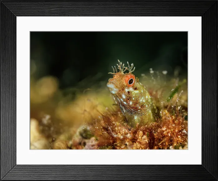 Framed Print : Roughhead Blenny (Acanthemblemaria aspera), Grand Cayman, Cayman Islands, British West Indies Framed Print : Roughhead Blenny (Acanthemblemaria aspera), Grand Cayman, Cayman Islands, British West Indies