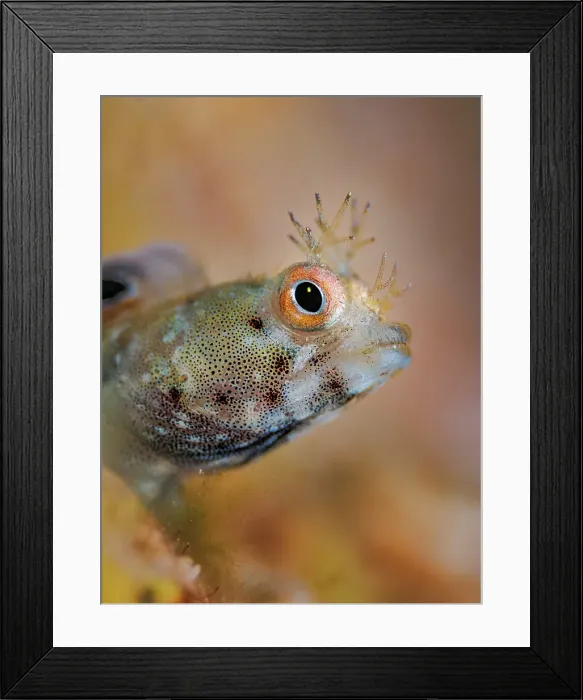 Framed Print : Roughhead Blenny (Acanthemblemaria aspera) female, Grand Cayman, Cayman Islands, British West Indies Framed Print : Roughhead Blenny (Acanthemblemaria aspera) female, Grand Cayman, Cayman Islands, British West Indies