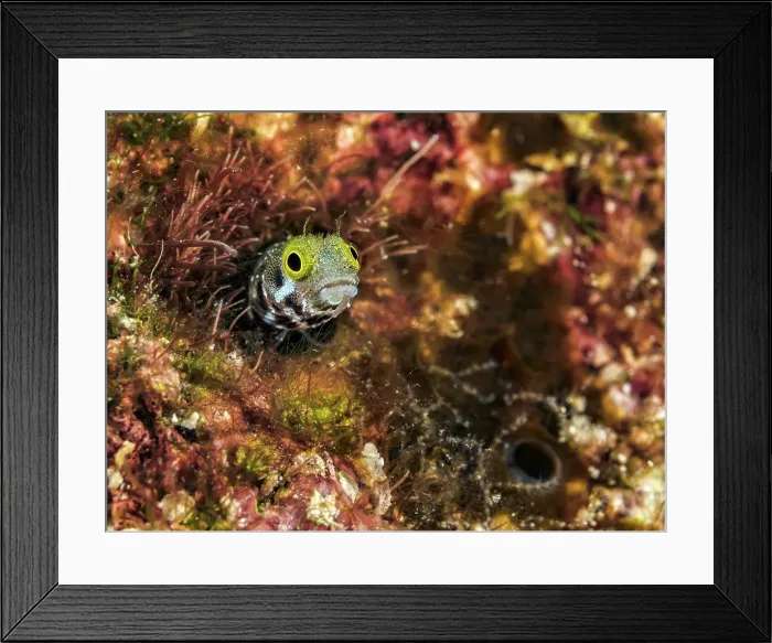 Framed Print : Spinyhead Blenny (Acanthemblemaria spinosa), Grand Cayman, Cayman Islands, British West Indies Framed Print : Spinyhead Blenny (Acanthemblemaria spinosa), Grand Cayman, Cayman Islands, British West Indies