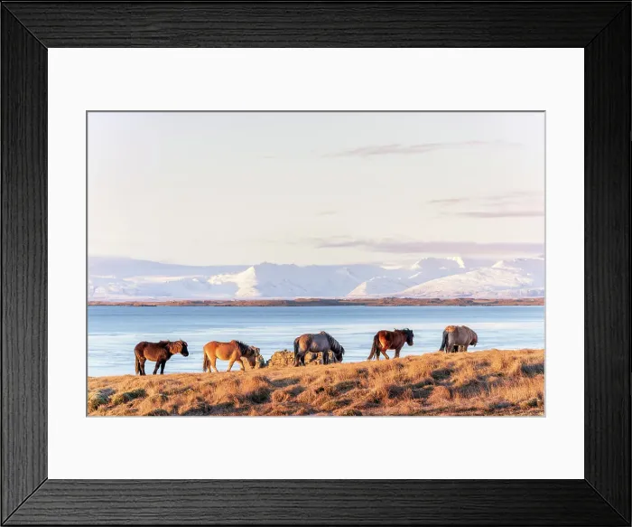 Framed Print : Southern Iceland: wild horses grazing near the city of Hofn Framed Print : Southern Iceland: wild horses grazing near the city of Hofn