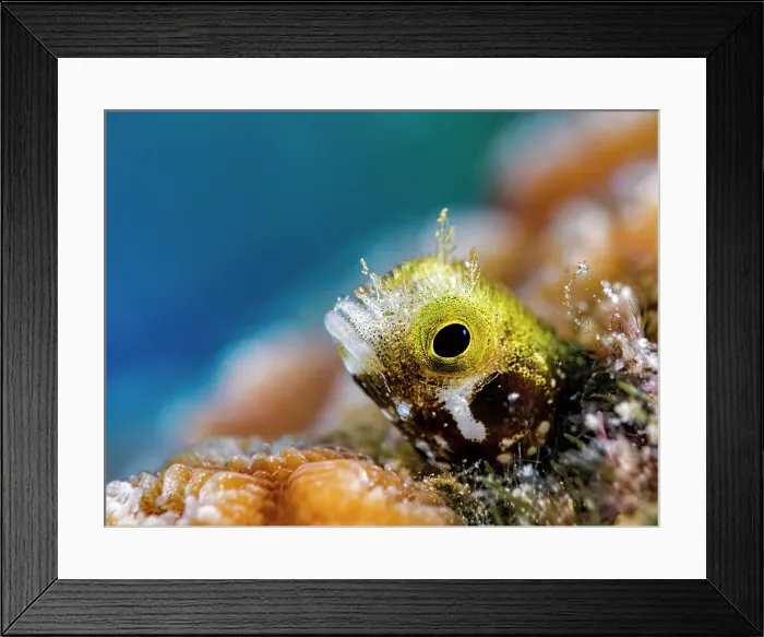 Framed Print : Spinyhead Blenny (Acanthemblemaria spinosa), Grand Cayman, Cayman Islands, British West Indies Framed Print : Spinyhead Blenny (Acanthemblemaria spinosa), Grand Cayman, Cayman Islands, British West Indies