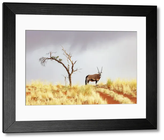 Framed Print : Oryx on sand dune, Namib Rand Nature Reserve, Namib Desert, Namibia