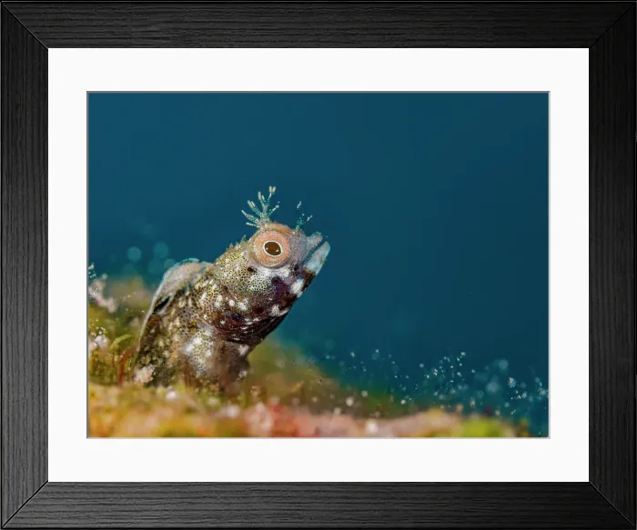 Framed Print : Roughhead Blenny (Acanthemblemaria aspera) male, Grand Cayman, Cayman Islands, British West Indies Framed Print : Roughhead Blenny (Acanthemblemaria aspera) male, Grand Cayman, Cayman Islands, British West Indies