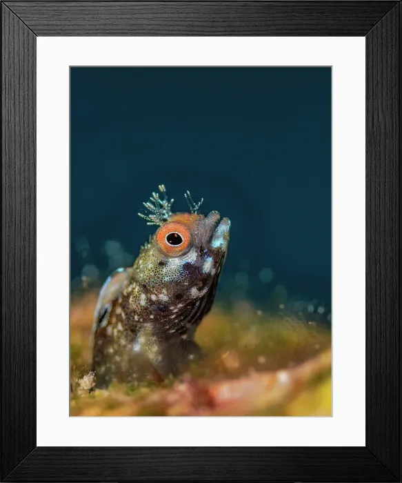 Framed Print : Roughhead Blenny (Acanthemblemaria aspera) male, Grand Cayman, Cayman Islands, British West Indies Framed Print : Roughhead Blenny (Acanthemblemaria aspera) male, Grand Cayman, Cayman Islands, British West Indies