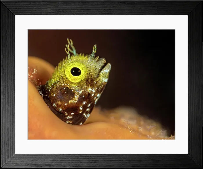 Framed Print : Spinyhead Blenny (Acanthemblemaria spinosa), Grand Cayman, Cayman Islands, British West Indies Framed Print : Spinyhead Blenny (Acanthemblemaria spinosa), Grand Cayman, Cayman Islands, British West Indies