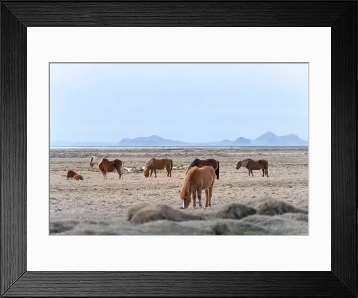 Framed Print : Southern Iceland, Vik: wild horses grazing on the southeren coast Framed Print : Southern Iceland, Vik: wild horses grazing on the southeren coast