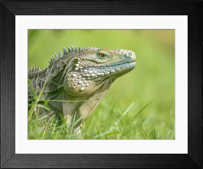 Framed Print : A critically endangered Blue Iguana (Cyclura lewisi), Grand Cayman, Cayman Islands, British West Indies Framed Print : A critically endangered Blue Iguana (Cyclura lewisi), Grand Cayman, Cayman Islands, British West Indies
