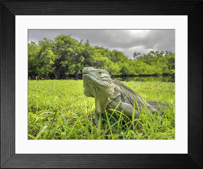 Framed Print : A critically endangered Blue Iguana (Cyclura lewisi), Grand Cayman, Cayman Islands, British West Indies Framed Print : A critically endangered Blue Iguana (Cyclura lewisi), Grand Cayman, Cayman Islands, British West Indies